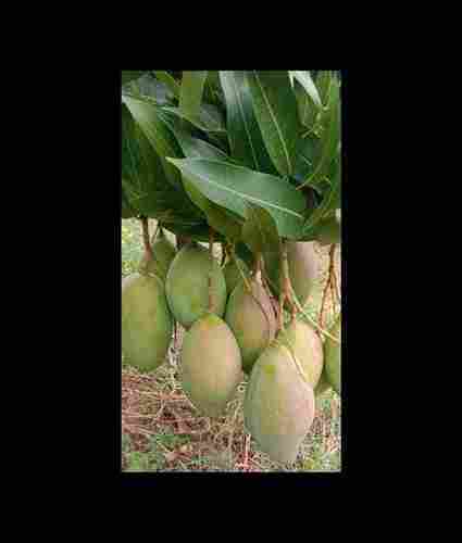 Natural Fresh Totapuri Mangoes