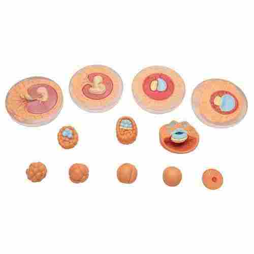 Medical Science Embryonic Development Anatomical Model