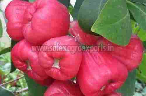 Delicious Fresh Rose Apple