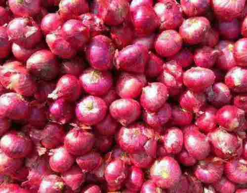Hygienically Packed Red Onion