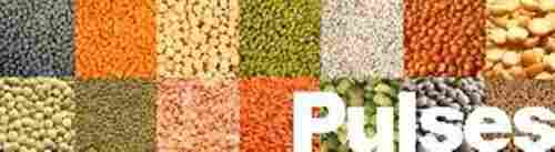 Indian Pulses for Cooking
