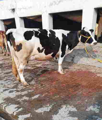 Pure HF Cow, Milk Production 20 Liter Per Day