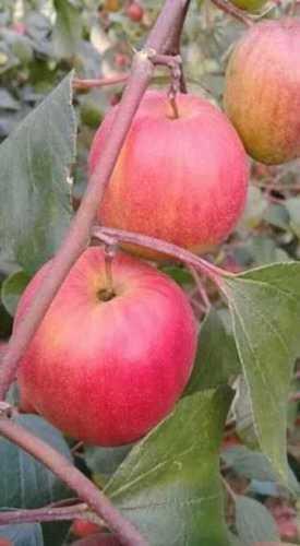 Open Air Kashmiri Red Apple Ber