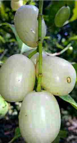 White Jamun Plant For Nursery