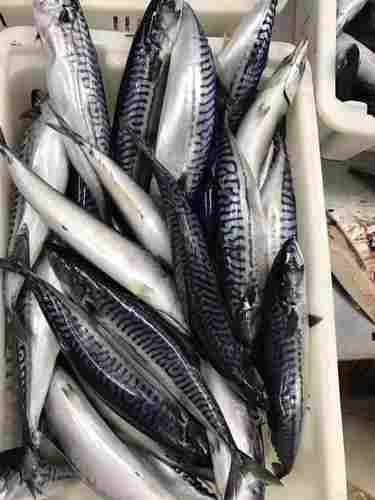 Quality Frozen Atlantic Mackerel Fish