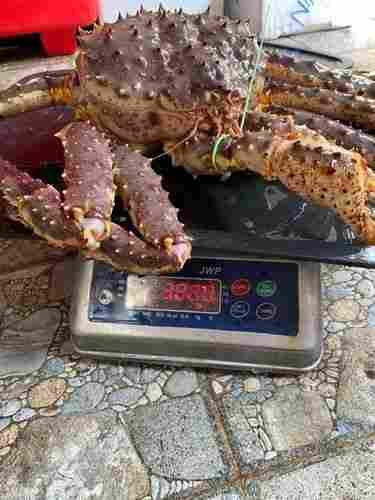 Huge Alive King Crab