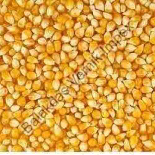Organic Yellow Maize Seeds
