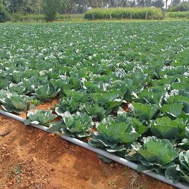 Round Organic Grade Fresh Cabbage