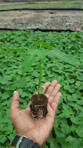 Green Fast Growth Papaya Plant