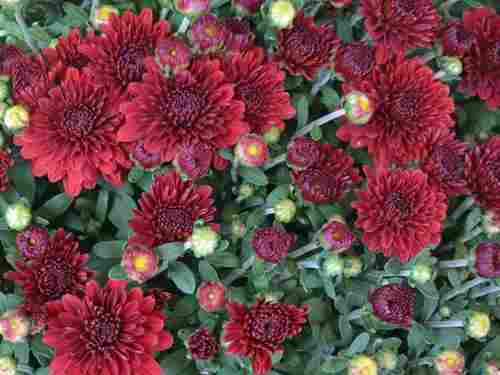 Red Fresh Chrysanthemum Flower