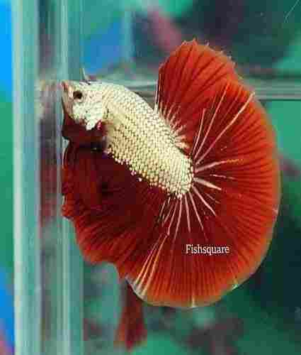 Best Price Aquarium Betta Fish