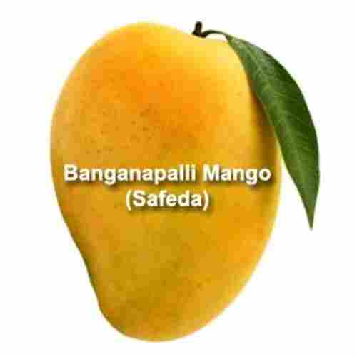 Healthy and Natural Fresh Banganapalli Mango