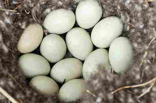 Duck White Eggs