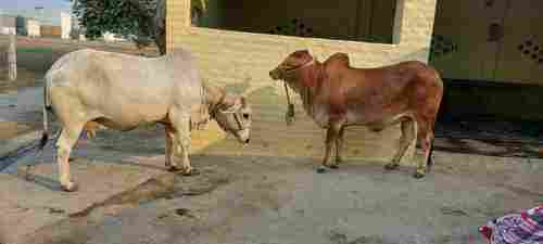 Sahiwal Cow for Farming and Dairy Use