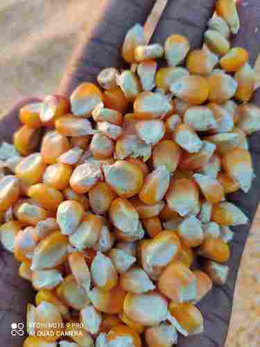 Poultry Grade Yellow Maize (Corn)