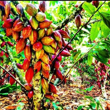 Natural Cocoa and Organic Cocoa Beans