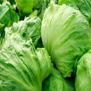 Healthy and Natural Fresh Lettuce Iceberg
