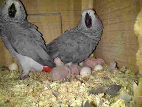 High Grade Parrot Eggs