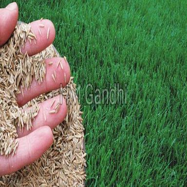 Brown Healthy And Natural Grass Seeds