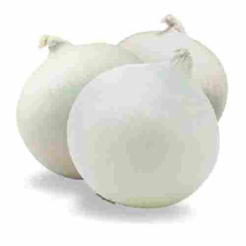 Healthy and Natural Fresh Sweet White Onion