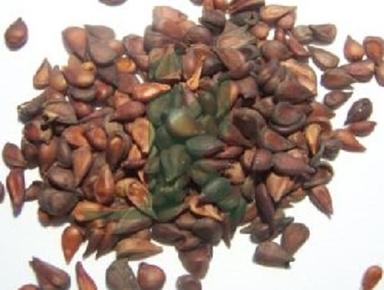 Herbal Grade Quince Seeds Grade: A