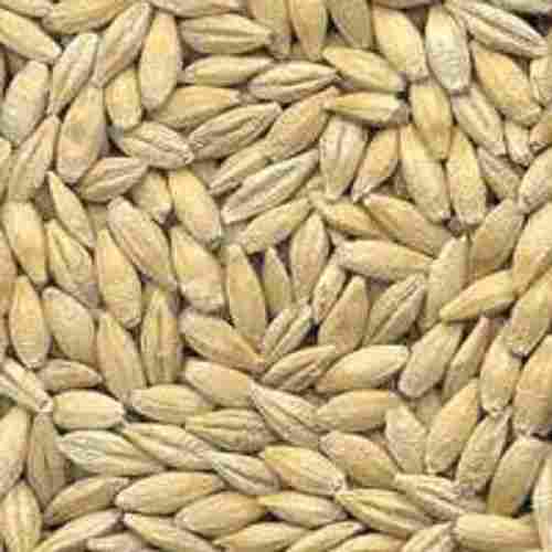 Indian Dried Barley Seeds