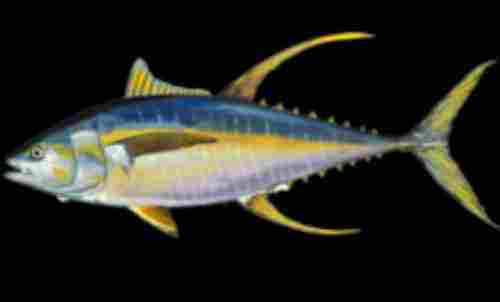Fresh Yellow Tuna Fish