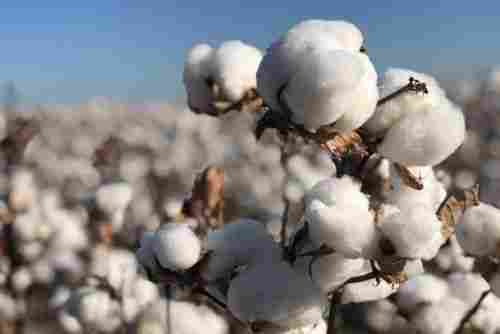Pure White Cotton Seed