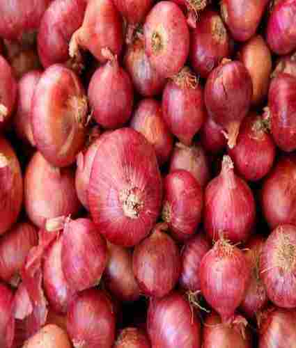 Fresh Onion with No Preservatives