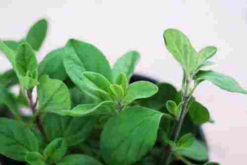 Aromatic Herb Marjoram Leaves