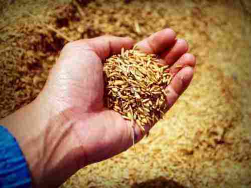 Natural Pusa Basmati Paddy Seeds