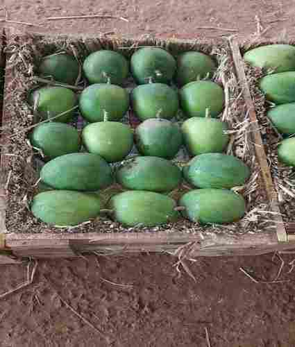 Natural and Fresh Ratnagiri Hapus Mango