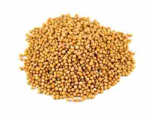 Healthy and Natural Yellow Mustard Seeds