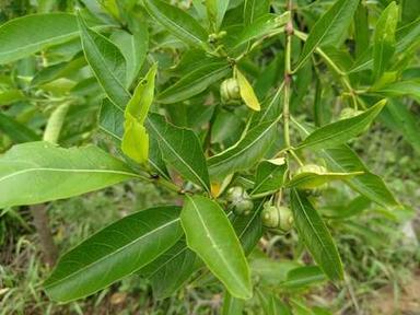 Green Natural Fresh Manjanathi Medicinal Plant