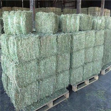 Green Alfafa Hay For Animal Feeding