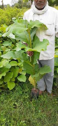 Green Mandi Rate Teak Plant For Nursery