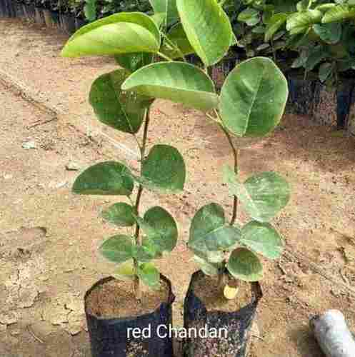 Natural Red Sandalwood Plant For Nursery