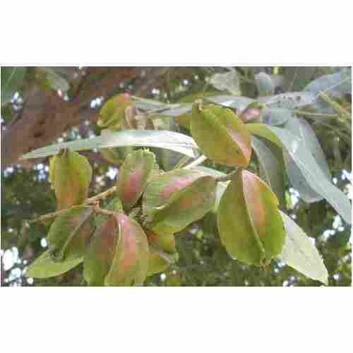 High Nutritional Terminalia Arjuna Leaf