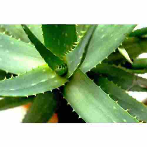 Skin Friendliness Aloe Vera Leaf