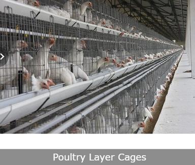 Easy To Clean Poultry Layer Cages Size: Variuos