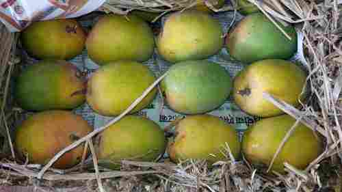 Natural Ratnagiri Hapus Mango 