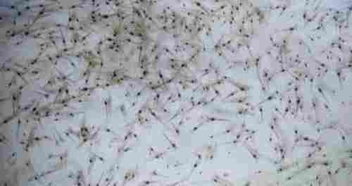 Vanamei Shrimp Seed And Tiger Prawn Seeds