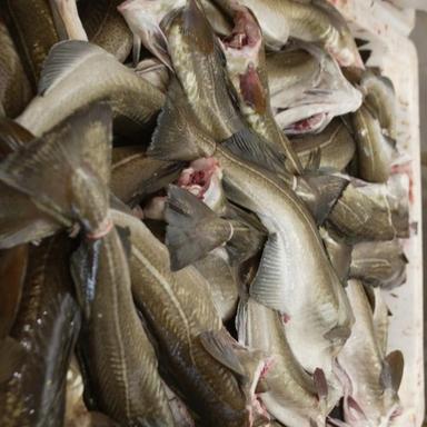 Block Dry Whole Cod Fish