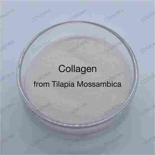 Tilapia Mossambioa (Collagen)