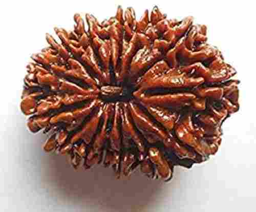 Lab Certified 18 Mukhi Indian Rudraksha