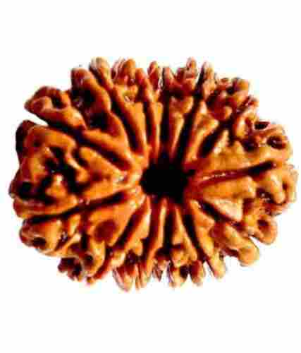 Lab Certified Indian 19 Mukhi Rudraksha