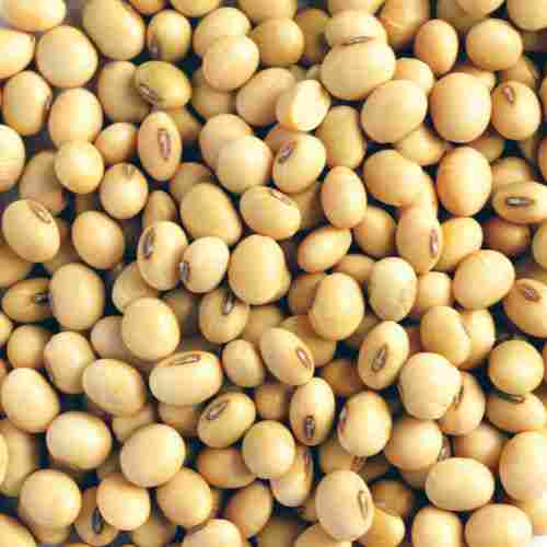 Non GMO Soya Bean
