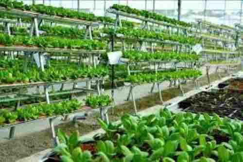 Indoor Vertical Farming Aeroponic Growing System