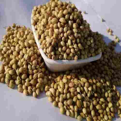 Healthy and Natural Scooter Coriander Seeds