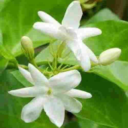 Natural and Fresh Jasmine Flowers